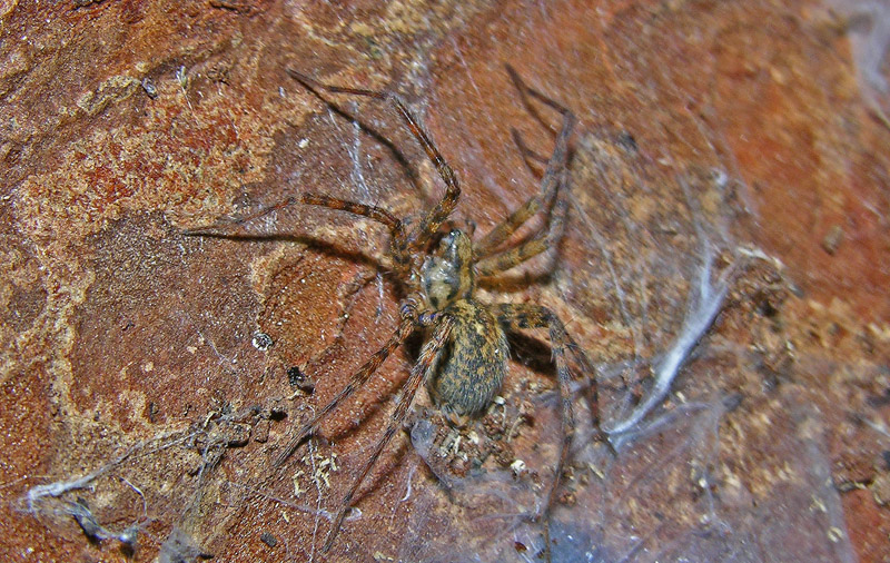 Amaurobius, Clubiona, Agelenidae (Tegenaria sp:?), Pisaura